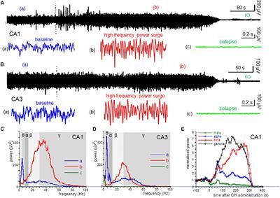 Near-Death High-Frequency Hyper-Synchronization in the Rat Hippocampus